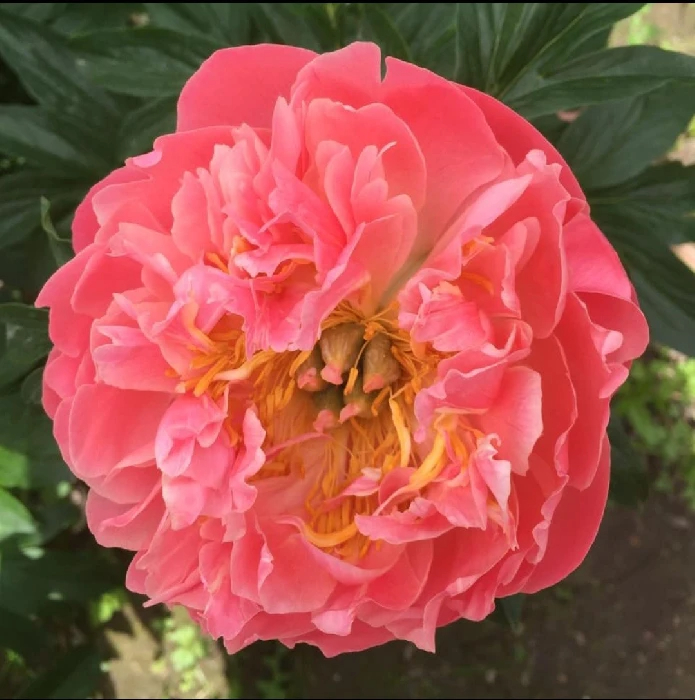 Корал Сансет